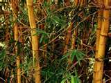 Bamboo Growing